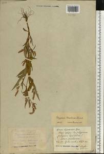 Persicaria lapathifolia (L.) Gray, Eastern Europe, Central region (E4) (Russia)