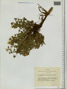 Dasiphora fruticosa (L.) Rydb., Siberia, Altai & Sayany Mountains (S2) (Russia)