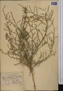 Halothamnus subaphyllus (C. A. Mey.) Botsch., Middle Asia, Syr-Darian deserts & Kyzylkum (M7) (Uzbekistan)