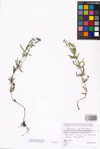 MHA 0 007 300, Veronica austriaca subsp. jacquinii (Baumg.) Watzl, Eastern Europe, Central region (E4) (Russia)