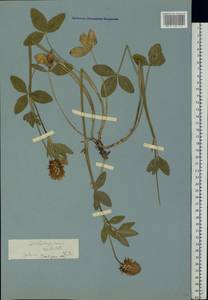 Trifolium ambiguum M.Bieb., Eastern Europe, Rostov Oblast (E12a) (Russia)