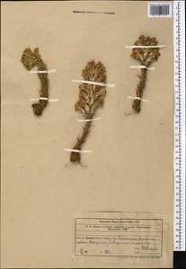 Orobanche, Middle Asia, Western Tian Shan & Karatau (M3) (Uzbekistan)