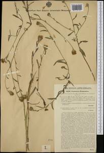 Centaurea pannonica (Heuff.) Simonk., Western Europe (EUR) (Hungary)