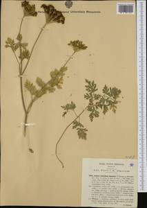Katapsuxis silaifolia (Jacq.) Reduron, Charpin & Pimenov, Western Europe (EUR) (Italy)