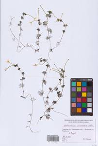 Ranunculus circinatus Sibth., Eastern Europe, North-Western region (E2) (Russia)