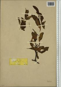 Loranthus europaeus Jacq., South Asia, South Asia (Asia outside ex-Soviet states and Mongolia) (ASIA) (Turkey)