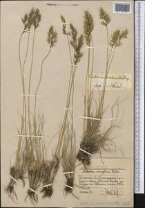 Helictotrichon desertorum (Less.) Pilg., Middle Asia, Western Tian Shan & Karatau (M3) (Uzbekistan)