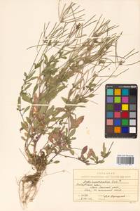 Arabidopsis lyrata subsp. kamchatica (Fisch. ex DC.) O'Kane & Al-Shehbaz, Siberia, Russian Far East (S6) (Russia)