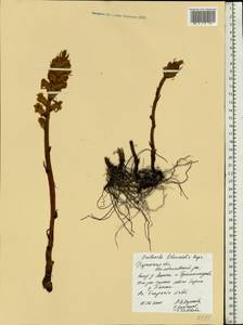 Orobanche alsatica subsp. libanotidis (Ruprecht) Pusch, Eastern Europe, Central region (E4) (Russia)