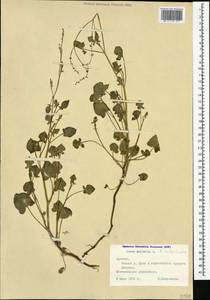 Rumex scutatus, Caucasus, Armenia (K5) (Armenia)