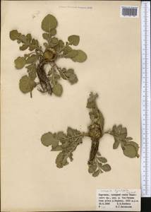 Klasea lyratifolia (Schrenk) L. Martins, Middle Asia, Western Tian Shan & Karatau (M3) (Kyrgyzstan)
