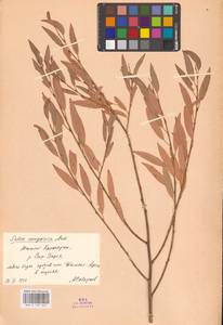 Salix songarica Andersson, Middle Asia, Syr-Darian deserts & Kyzylkum (M7) (Kazakhstan)