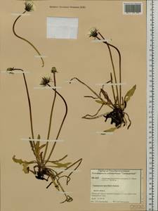 Taraxacum ceratophorum (Ledeb.) DC., Siberia, Central Siberia (S3) (Russia)