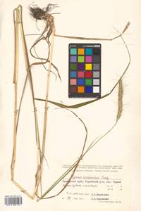 Campeiostachys dahurica (Turcz. ex Griseb.) B.R.Baum, J.L.Yang & C.Yen, Siberia, Russian Far East (S6) (Russia)