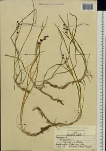 Scheuchzeria palustris L., Eastern Europe, Central region (E4) (Russia)