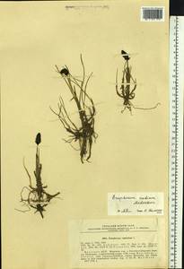 Eriophorum × medium Andersson, Siberia, Yakutia (S5) (Russia)