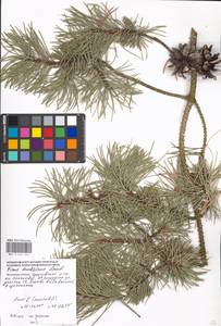 Pinus banksiana Lamb., Eastern Europe, Moscow region (E4a) (Russia)