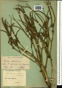 Glaucium corniculatum (L.) Rudolph, Caucasus, Armenia (K5) (Armenia)