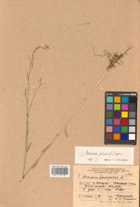 Brassica juncea (L.) Czern., Siberia, Russian Far East (S6) (Russia)