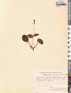 Platanthera chorisiana (Cham.) Rchb.f., Siberia, Chukotka & Kamchatka (S7) (Russia)