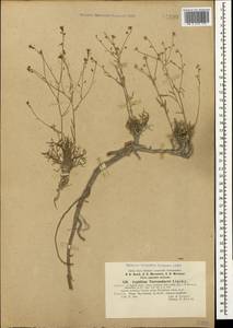 Lepidium meyeri subsp. turczaninowii (Lipsky) Schmalh., Crimea (KRYM) (Russia)