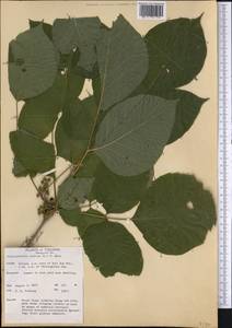 Toxicodendron radicans, America (AMER) (United States)