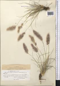 Enneapogon persicus Boiss., Middle Asia, Kopet Dag, Badkhyz, Small & Great Balkhan (M1) (Turkmenistan)