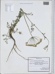 Astrodaucus orientalis (L.) Drude, Caucasus, Dagestan (K2) (Russia)