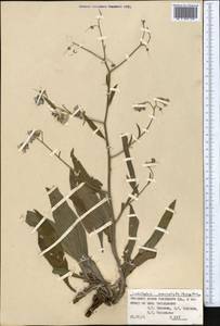 Lindelofia anchusoides subsp. anchusoides, Middle Asia, Pamir & Pamiro-Alai (M2) (Kyrgyzstan)