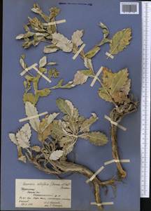 Cousinia albiflora (Bornm. & Sint.) Bornm., Middle Asia, Kopet Dag, Badkhyz, Small & Great Balkhan (M1) (Turkmenistan)
