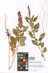 Amaranthus cruentus L., Eastern Europe, Moscow region (E4a) (Russia)