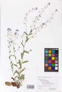 MHA 0 153 480, Myosotis sylvatica Ehrh. ex Hoffm., Eastern Europe, Central region (E4) (Russia)