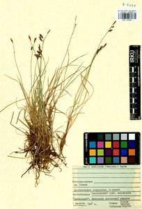 Carex rariflora (Wahlenb.) Sm., Siberia, Central Siberia (S3) (Russia)