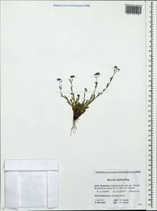 Myosotis imitata Serg., Siberia, Baikal & Transbaikal region (S4) (Russia)