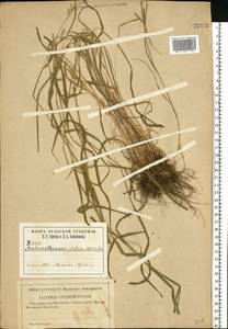 Arrhenatherum elatius (L.) P.Beauv. ex J.Presl & C.Presl., Eastern Europe, Central region (E4) (Russia)