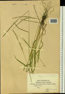 Elymus macrourus (Turcz. ex Steud.) Tzvelev, Siberia, Yakutia (S5) (Russia)