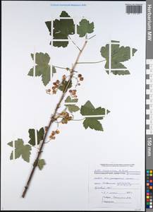 Ribes biebersteinii Berland., Caucasus, Black Sea Shore (from Novorossiysk to Adler) (K3) (Russia)