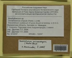 Bucklandiella microcarpos (Hedw.) Bedn.-Ochyra & Ochyra, Bryophytes, Bryophytes - Karelia, Leningrad & Murmansk Oblasts (B4) (Russia)