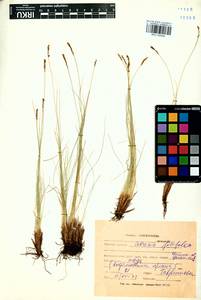 Carex macroprophylla (Y.C.Yang) S.R.Zhang, Siberia, Baikal & Transbaikal region (S4) (Russia)