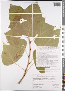 Populus deltoides, Eastern Europe, Central forest region (E5) (Russia)