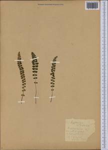 Asplenium viride Huds., Eastern Europe, Northern region (E1) (Russia)
