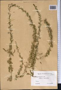 Lycium depressum Stocks, Middle Asia, Karakum (M6) (Turkmenistan)