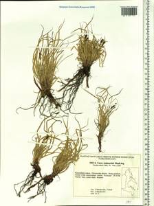 Carex vanheurckii, Siberia, Chukotka & Kamchatka (S7) (Russia)