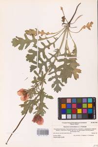 Glaucium corniculatum (L.) Rudolph, Eastern Europe, Lower Volga region (E9) (Russia)