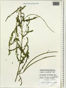 Sesbania bispinosa (Jacq.)W.Wight, South Asia, South Asia (Asia outside ex-Soviet states and Mongolia) (ASIA) (Maldives)