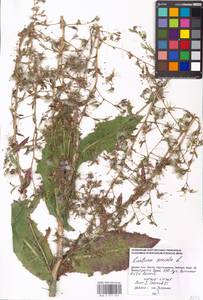 Lactuca serriola L., Eastern Europe, Moscow region (E4a) (Russia)