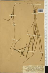 Carex oederi var. oederi, Western Europe (EUR) (Germany)