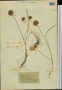 Allium splendens Willd. ex Schult. & Schult.f., Siberia, Baikal & Transbaikal region (S4) (Russia)