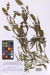 Potamogeton gramineus L., Eastern Europe, North-Western region (E2) (Russia)