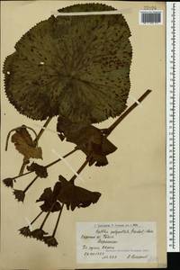 Caltha palustris var. polypetala (Hochst. ex Lorent) Huth, Caucasus, Armenia (K5) (Armenia)